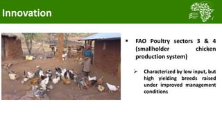 Transforming smallholder chicken production in Nigeria