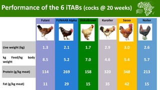 Transforming smallholder chicken production in Nigeria