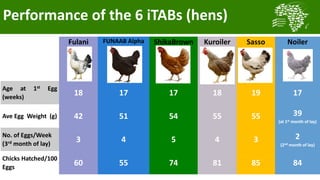 Transforming smallholder chicken production in Nigeria
