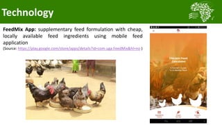 Transforming smallholder chicken production in Nigeria