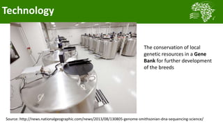 Transforming smallholder chicken production in Nigeria