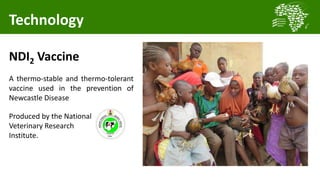 Transforming smallholder chicken production in Nigeria