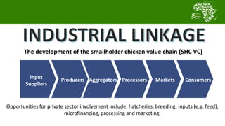 Transforming smallholder chicken production in Nigeria