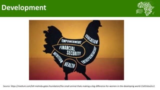 Transforming smallholder chicken production in Nigeria