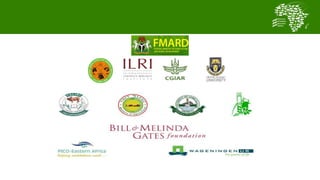 Transforming smallholder chicken production in Nigeria