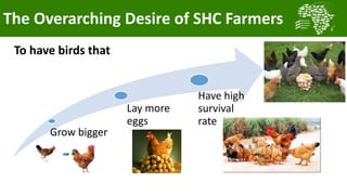 Transforming smallholder chicken production in Nigeria