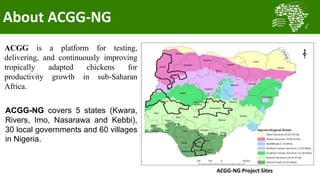 Transforming smallholder chicken production in Nigeria