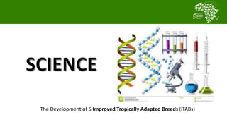 Transforming smallholder chicken production in Nigeria