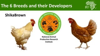 Transforming smallholder chicken production in Nigeria