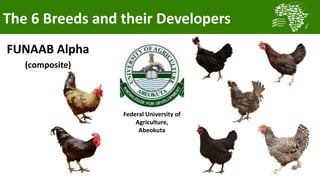 Transforming smallholder chicken production in Nigeria