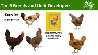 Transforming smallholder chicken production in Nigeria