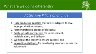 African Chicken Genetic Gains: A platform for testing, delivering, and continuously improving tropically-adapted chickens for productivity growth in sub-Saharan Africa