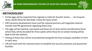 Introducing the African Chicken Genetic Gains project: A platform for testing, delivering, and continuously improving tropically-adapted chickens for productivity growth in sub-Saharan Africa