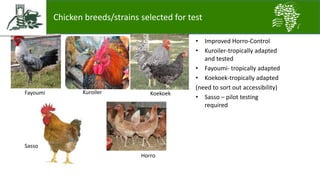 Introducing the African Chicken Genetic Gains project: A platform for testing, delivering, and continuously improving tropically-adapted chickens for productivity growth in sub-Saharan Africa
