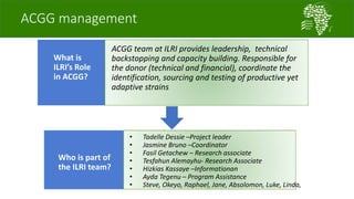 Introducing the African Chicken Genetic Gains project: A platform for testing, delivering, and continuously improving tropically-adapted chickens for productivity growth in sub-Saharan Africa