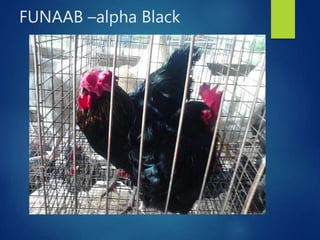 From PEARL project to ACGG in Nigeria