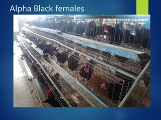 From PEARL project to ACGG in Nigeria