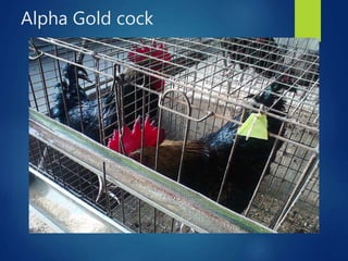 From PEARL project to ACGG in Nigeria