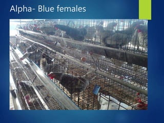 From PEARL project to ACGG in Nigeria