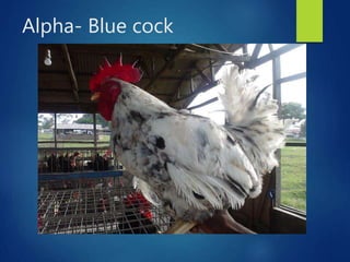 From PEARL project to ACGG in Nigeria