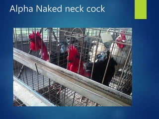 From PEARL project to ACGG in Nigeria