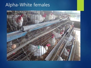 From PEARL project to ACGG in Nigeria