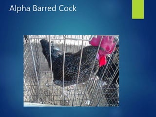 From PEARL project to ACGG in Nigeria