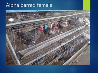 From PEARL project to ACGG in Nigeria