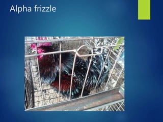 From PEARL project to ACGG in Nigeria