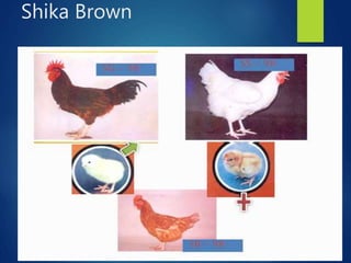 From PEARL project to ACGG in Nigeria