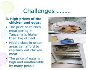 Challenges ………
3. High prices of the
chicken and eggs:
• The price of chicken
meat per kg in
Tanzania is higher
than 1kg of beef
• Middle class in urban
areas can afford to
regularly eat chicken
meat.
• The price of eggs is
high and unaffordable
by many people
 