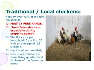 Traditional / Local chickens:
Kept by over 72% of the rural
households
 MOSTLY FREE RANGE ,
 Semi Intensive rare
especially during
cropping season
 The flock size per
household: from 5 to 20
with an average of 12
chickens.
 Night shelters provided;
 Mostly kept/ share the
same living quarters and
kitchens of the farmer or
owner.
 