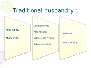 Traditional husbandry :
Free range
•Low input
Low biosecurity
Poor housing
Indadequate feeding
Unbalanced diets
Low output
Low productivity
 