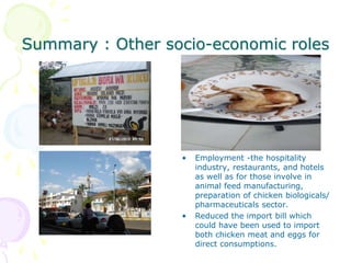 The role of chicken in the Tanzanian economy and opportunities for development: An overview