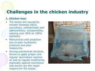 The role of chicken in the Tanzanian economy and opportunities for development: An overview