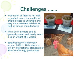 The role of chicken in the Tanzanian economy and opportunities for development: An overview