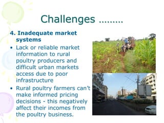 The role of chicken in the Tanzanian economy and opportunities for development: An overview