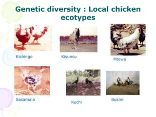 The role of chicken in the Tanzanian economy and opportunities for development: An overview