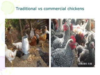 The role of chicken in the Tanzanian economy and opportunities for development: An overview