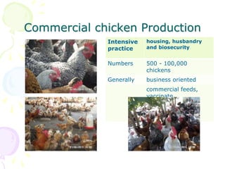 The role of chicken in the Tanzanian economy and opportunities for development: An overview
