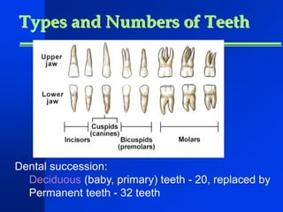 Types and Numbers of Teeth 
Dental succession: 
Deciduous (baby, primary) teeth - 20, replaced by 
Permanent teeth - 32 teeth 
 