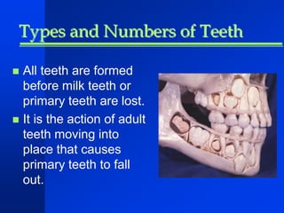 Types and Numbers of Teeth 
 All teeth are formed 
before milk teeth or 
primary teeth are lost. 
 It is the action of adult 
teeth moving into 
place that causes 
primary teeth to fall 
out. 
 