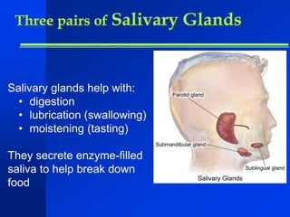 Three pairs of Salivary Glands 
Salivary glands help with: 
• digestion 
• lubrication (swallowing) 
• moistening (tasting) 
They secrete enzyme-filled 
saliva to help break down 
food 
 