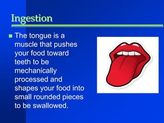 Ingestion 
 The tongue is a 
muscle that pushes 
your food toward 
teeth to be 
mechanically 
processed and 
shapes your food into 
small rounded pieces 
to be swallowed. 
 