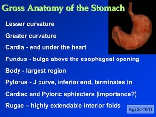 Lesser curvature 
Greater curvature 
Cardia - end under the heart 
Fundus - bulge above the esophageal opening 
Body - largest region 
Pylorus - J curve, inferior end, terminates in 
Cardiac and Pyloric sphincters (importance?) 
Rugae – highly extendable interior folds 
Figs 25-10/11 
Gross Anatomy of the Stomach 
 