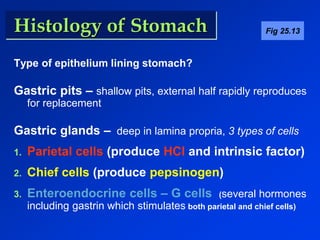 Histology of Stomach 
Type of epithelium lining stomach? 
Fig 25.13 
Gastric pits – shallow pits, external half rapidly reproduces 
for replacement 
Gastric glands – deep in lamina propria, 3 types of cells 
1. Parietal cells (produce HCl and intrinsic factor) 
2. Chief cells (produce pepsinogen) 
3. Enteroendocrine cells – G cells (several hormones 
including gastrin which stimulates both parietal and chief cells) 
 