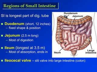 Regions of Small Intestine 
SI is longest part of dig. tube 
 Duodenum (short, 12 inches) 
– fixed shape & position 
 Jejunum (2.5 m long) 
– Most of digestion 
 Ileum (longest at 3.5 m) 
– Most of absorption, ends in 
 Ileocecal valve – slit valve into large intestine (colon) 
 