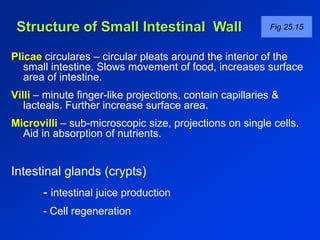 Structure of Small Intestinal Wall Fig 25.15 
Plicae circulares – circular pleats around the interior of the 
small intestine. Slows movement of food, increases surface 
area of intestine. 
Villi – minute finger-like projections, contain capillaries & 
lacteals. Further increase surface area. 
Microvilli – sub-microscopic size, projections on single cells. 
Aid in absorption of nutrients. 
Intestinal glands (crypts) 
- intestinal juice production 
- Cell regeneration 
 