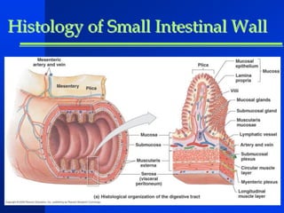 Histology of Small Intestinal Wall 
 