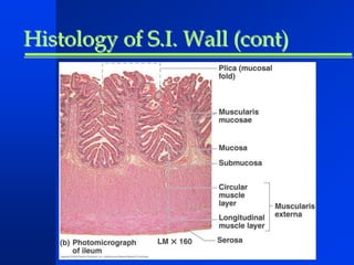 Histology of S.I. Wall (cont) 
 